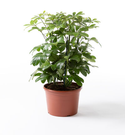 Schefflera Schefflera